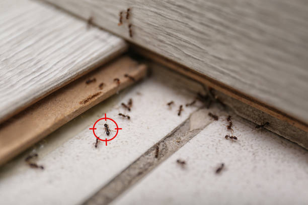 Reliable Lockport, IL Pest Control Solutions
