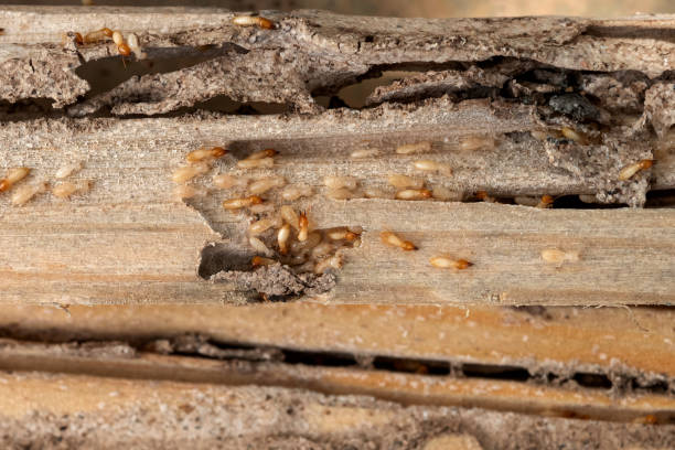 Best Exterminator Services  in Lockport, IL